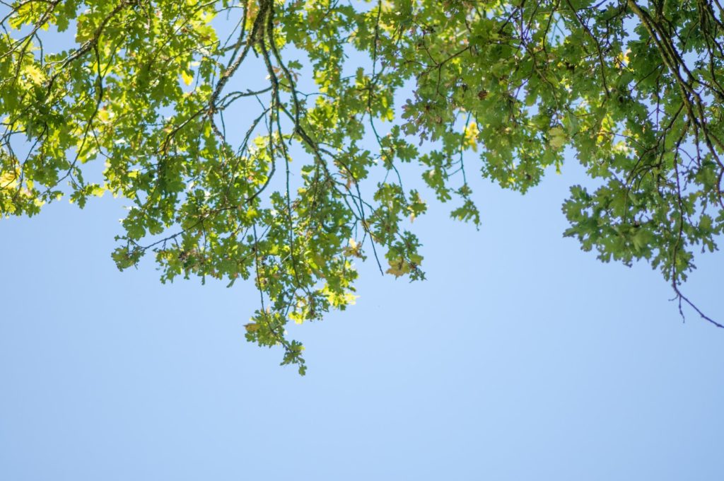 green tree under white sky during daytime
