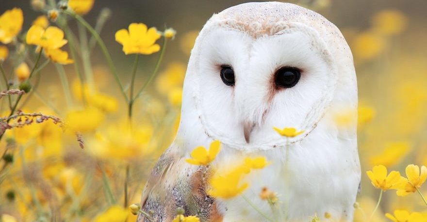 white and brown barn owl on yellow petaled flower field