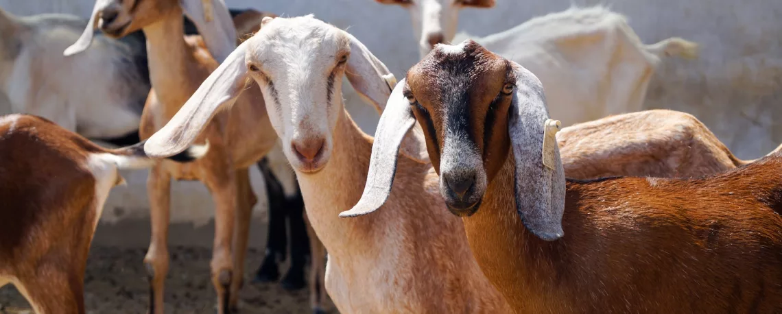 herd of goats on field during daytime